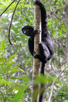 Sifaka Prints: Perrier's sifaka (Propithecus perrieri) climbing up tree