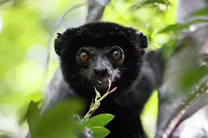 Sifaka Prints: Perrier's sifaka (Propithecus perrieri) feeding on leaves