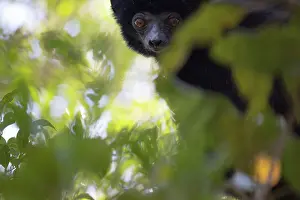 Cautious Prints: Perrier's sifaka (Propithecus perrieri) peering through foliage in forest