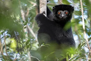 Sifaka Prints: Perrier's sifaka (Propithecus perrieri) sitting in tree