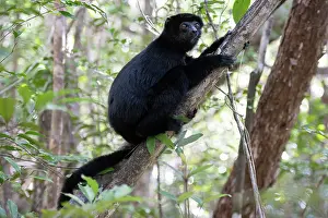 Sifaka Prints: Perrier's sifaka (Propithecus perrieri) sitting in tree