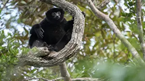 Sifaka Prints: Perrier's sifaka (Propithecus perrieri) sitting in tree