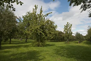 Perry pear and cider apple orchard, Herefordshire, England, UK, September