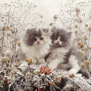Persian kittens among snowy flowers