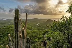 Succulents Prints: Peruvian apple cactus (Cereus peruvianus) with view of Santa Cruz bay in the background at sunset