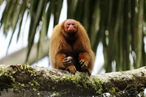 Images Dated 29th June 2008: Peruvian red uakari monkey (Cacajao calvus ucayalii) eating aguaje palm fruits (Mauritia