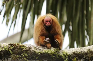 Mark Bowler Prints: Peruvian red uakari monkey (Cacajao calvus ucayalii) eating aguaje palm fruits (Mauritia