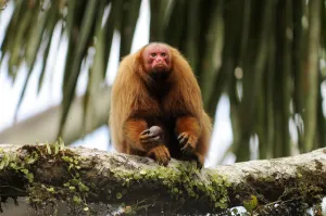 Mark Bowler Prints: Peruvian red uakari monkey (Cacajao calvus ucayalii) eating aguaje palm fruits (Mauritia