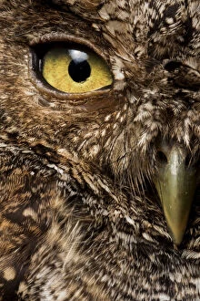 Peruvian screech-owl (Megascops roboratus) half face close up portrait, Macara, Loja, Ecuador