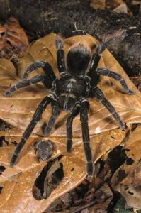 Peruvian Tarantula (Pamphobeteus sp. ) adult, walking over Humming Frog (Chiasmocleis