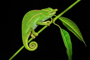 Petter's chameleon (Furcifer petteri) male, resting on plant stem in forest understorey at night, Andrafiamena-Andavakoera Protected Forest, northern Madagascar
