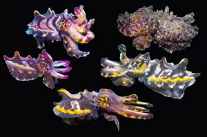Pfeffers flamboyant cuttlefish (Metasepia pfefferi) composite image on black background showing colour variations