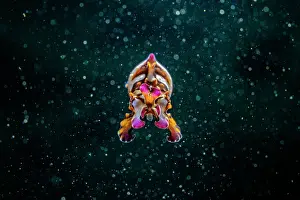 Sepiidae Prints: Pfeffer's flamboyant cuttlefish (Metasepia pfefferi) portrait