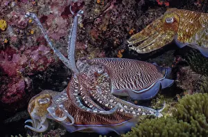 Thailand Prints: Pharaoh cuttlefish (Sepia pharaonis) male