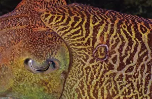 Thailand Prints: Pharaoh cuttlefish (Sepia pharaonis) male with a bite scar to the right of his eye
