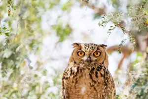Middle East Prints: Pharaoh eagle owl (Bubo ascalaphus) portrait, Al Qudra, Dubai, UAE