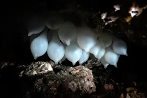 Sepiidae Prints: Pharoah cuttlefish (Acanthosepion pharaonis) egg cluster