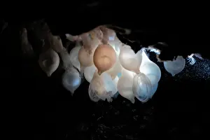 Sepiidae Prints: Pharoah cuttlefish (Acanthosepion pharaonis) egg cluster