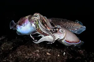 Sepiidae Prints: Pharoah cuttlefish (Acanthosepion pharaonis) male attempting to mate with a female