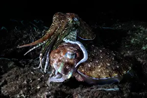 Sepiidae Prints: Pharoah cuttlefish (Acanthosepion pharaonis) pair