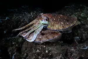 Sepiidae Prints: Pharoah cuttlefish (Acanthosepion pharaonis) pair
