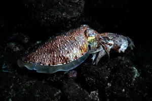 Sepiidae Prints: Pharoah cuttlefish (Acanthosepion pharaonis) pair