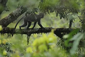 Purpose Prints: Phayers Leaf monkey (Trachypithecus phayrei) Gaoligongshan NP, Yunnan province