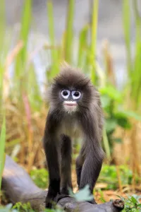 Lutang Prints: Phayres leaf monkey or Phayres langur (Trachypithecus phayrei), Tripura state