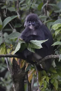 Yunnan Province Prints: Phayres leaf monkey (Trachypithecus phayrei) siiting on a tree at He Xin Chang Forest reserve