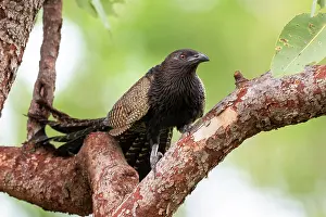 Myrtaceae Prints: Pheasant coucal (Centropus phasianinus) in breeding plumage
