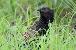 Roadside Prints: Pheasant coucal (Centropus phasianinus) in breeding plumage hunting along a roadside verge