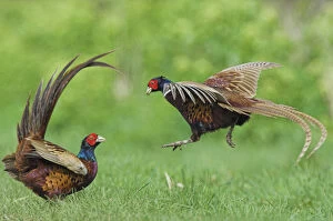 Pheasant {Phasianus colchicus} males fighting over territory, Norfolk, UK