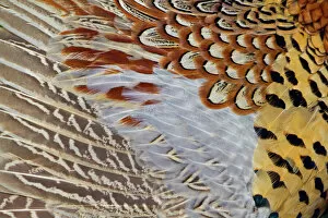 Pattern Gallery: Pheasant (Phasianus colchicus), plumage detail. UK, March