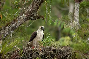 Accipitridae Prints: Philippine eagle (Pithecophaga jefferyi) female delivering twig to nest