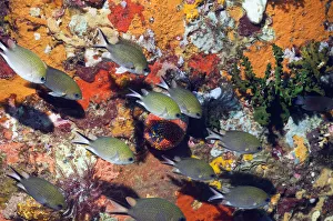 Philippines chromis (Chromis scotochiloptera) swimming in front of reef wall with sponges