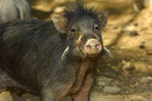 Philippines warty pig (Sus philippensis) head portrait. Found in Luzon, Mindoro, Catanduanes