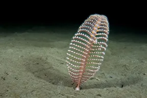 Phosphorescent Seapen (Pennatula phosphorea) extends out of the muddy seabed in