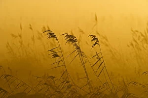 Poaceae Collection: Phragmites reeds (Phragmites australis) at dawn in late autumn sun, Woodwalton Fen