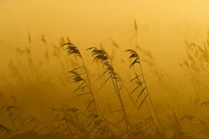 Phragmites reeds (Phragmites australis) at dawn in late autumn sun, Woodwalton Fen