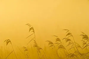 Gramineae Prints: Phragmites reeds (Phragmites australis) at dawn in late autumn sun, Woodwalton Fen