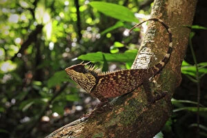 2019 July Highlights Collection: Phuket horned tree lizard (Acanthosaura phuketensis) near Bang Pae Waterfall, Khao Phra Thaew NP