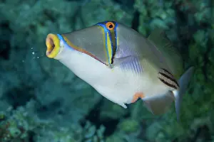Picasso triggerfish (Rhinecanthus assasi) blowing out pieces of sediment after feeding, Sharm El Shiekh, Sinai, Egypt, Red Sea