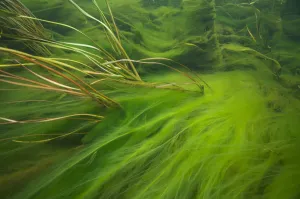 South Australia Prints: Piccaninnie Ponds Creek (or Ellards Creek) flowing out of the spring-fed limestone
