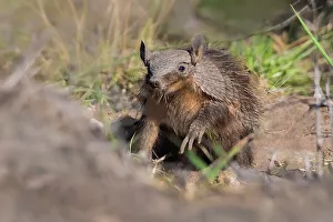 Hairy Prints: Pichi / Dwarf armadillo (Zaedyus pichiy) in grassland