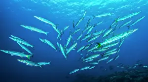 School Prints: Pickhandle barracuda (Sphyraena jello) and Blackfin barracuda (Sphyraena genie) school