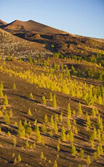 Pico Viejo volcano (2, 909m) viewed from Montaa Samara at sunset, Teide National Park