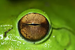 Images Dated 2nd May 2017: Picture of the eye of a Giant tree frog (Rhacophorus maximus) Tongbiguan Nature Reserve