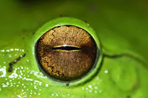 Yunnan Province Prints: Picture of the eye of a Giant tree frog (Rhacophorus maximus) Tongbiguan Nature Reserve