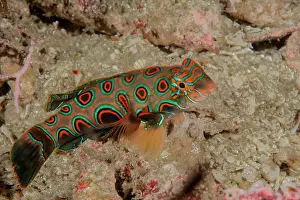 Dragonets Prints: Picturesque dragonet (Synchiropus picturatus) resting on seabed