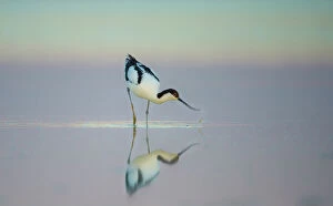 Standing Gallery: Pied avocet (Recurvirostra avosetta) feeding in shallow water at dawn, Etosha National Park